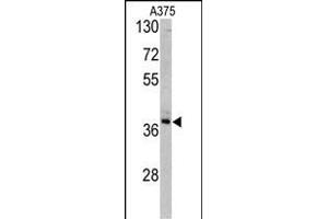 Western blot analysis of TALDO1 antibody (Center) (ABIN390629 and ABIN2840933) in  cell line lysates (35 μg/lane). (TALDO1 抗体  (AA 186-215))