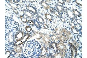 PSG3 antibody was used for immunohistochemistry at a concentration of 4-8 ug/ml to stain Epithelial cells of renal tubule (arrows) in Human Kidney. (PSG3 抗体  (N-Term))