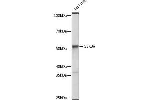 Western blot analysis of extracts of Rat lung, using GSK3α antibody (ABIN7267467) at 1:1000 dilution. (GSK3 alpha 抗体)