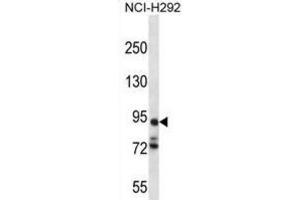 Western Blotting (WB) image for anti-Protocadherin alpha 7 (PCDHA7) antibody (ABIN2996876) (PCDHA7 抗体)