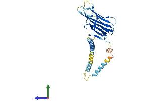 Protein Structure (PS) image for CD40 Ligand (CD40LG) (AA 1-260) protein (His tag) (ABIN7563023)