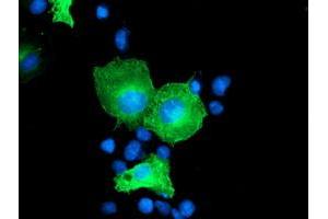 Anti-CCM2 mouse monoclonal antibody (ABIN2454949) immunofluorescent staining of COS7 cells transiently transfected by pCMV6-ENTRY CCM2 (RC201418). (CCM2 抗体)