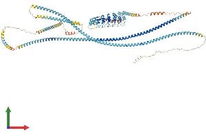 AlphaFold protein structure predicition of Human Recombinant ANKRD18A Protein, UniprotID Q8IVF6 (ANKRD18A Protein (AA 1-992) (His tag))