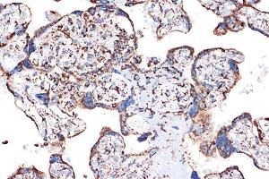 Immunohistochemistry of paraffin-embedded human placenta using HSPE1/HSP10/HSPE1/HSP10/CPN10 Rabbit mAb (ABIN7267567) at dilution of 1:100 (40x lens).