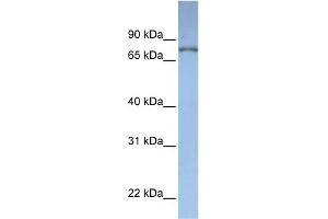 WB Suggested Anti-DPP3 Antibody Titration:  0. (DPP3 抗体  (N-Term))