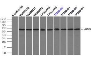 Image no. 3 for anti-Nuclear Receptor Binding Protein 1 (NRBP1) antibody (ABIN1499829) (NRBP1 抗体)