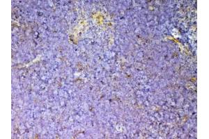 IHC testing of FFPE mouse thymus tissue with Cd59 antibody at 1ug/ml.