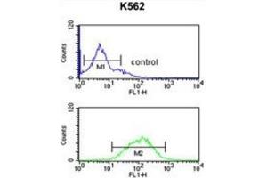 Flow Cytometry (FACS) image for anti-gamma-aminobutyric Acid (GABA) A Receptor, gamma 3 (GABRG3) antibody (ABIN3002136) (GABRG3 抗体)
