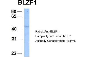 Host: Rabbit Target Name: BLZF1 Sample Type: MCF7 Antibody Dilution: 1. (BLZF1 抗体  (N-Term))