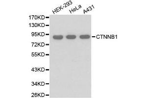 Western blot analysis of extracts of various cell lines, using CTNNB1 antibody. (CTNNB1 抗体)