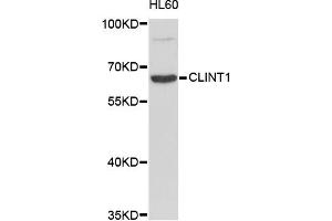 Western blot analysis of extracts of HL-60 cells, using CLINT1 antibody (ABIN1871913). (CLINT1 抗体)
