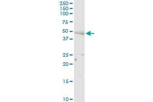 PNPLA3 MaxPab rabbit polyclonal antibody. (PNPLA3 抗体  (AA 1-481))