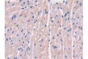 Immunohistochemistry (IHC) image for anti-Paraoxonase 2 (PON2) (AA 4-289) antibody (ABIN7440995)