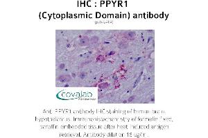 Image no. 1 for anti-Neuropeptide Y Receptor Y4 (NPY4R) (3rd Cytoplasmic Domain) antibody (ABIN1738313) (NPY4R 抗体  (3rd Cytoplasmic Domain))