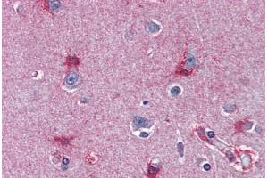 Human Brain, Cortex (formalin-fixed, paraffin-embedded) stained with MAT2A antibody ABIN364446 at 10 ug/ml followed by biotinylated anti-mouse IgG secondary antibody ABIN481714, alkaline phosphatase-streptavidin and chromogen. (MAT2A 抗体  (AA 1-395))