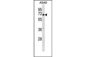 Western blot analysis of PLBD2 Antibody (Center) in A549 cell line lysates (35ug/lane). (PLBD2 抗体  (Middle Region))