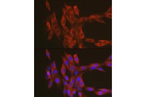 Immunofluorescence (IF) image for anti-Ras Homolog Gene Family, Member A (RHOA) (C-Term) antibody (ABIN3020849)