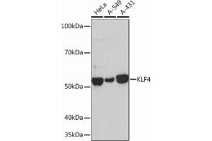 Western blot analysis of extracts of various cell lines, using KLF4 Rabbit mAb (ABIN7268157) at 1:1000 dilution. (KLF4 抗体)