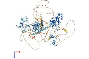 WHSC1L1 Protein (AA 1-1437) (His tag)