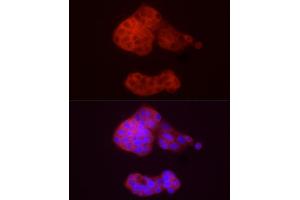 Immunofluorescence analysis of HepG2 cells using /GSNOR Rabbit pAb (ABIN6131172, ABIN6136579, ABIN6136580 and ABIN6217464) at dilution of 1:50 (40x lens). (ADH5 抗体  (AA 1-374))