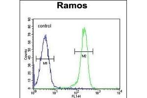 PDE4B Antibody (Center) (ABIN655630 and ABIN2845109) flow cytometric analysis of Ramos cells (right histogram) compared to a negative control cell (left histogram).