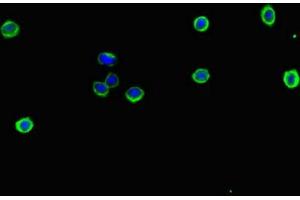 Immunofluorescent analysis of HepG2 cells using ABIN7151671 at dilution of 1:100 and Alexa Fluor 488-congugated AffiniPure Goat Anti-Rabbit IgG(H+L) (NFE2L1 抗体  (AA 251-550))