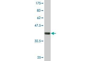 Western Blot detection against Immunogen (36. (Nidogen 1 抗体  (AA 1148-1247))