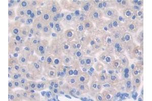 DAB staining on IHC-P; Samples: Mouse Liver Tissue (CNTNAP1 抗体  (AA 673-918))