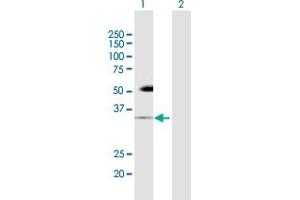 Western Blot analysis of PDCD1 expression in transfected 293T cell line by PDCD1 MaxPab polyclonal antibody. (PD-1 抗体  (AA 1-288))