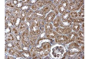 IHC-P Image WNT4 antibody detects WNT4 protein at secreted on mouse kidney by immunohistochemical analysis. (WNT4 抗体  (Center))
