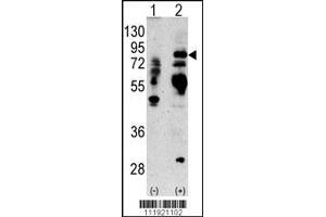 Western blot analysis of anti-LTF Antibody Pab in 293 cell line lysates transiently transfected with the LTF gene (2ug/lane). (Lactoferrin 抗体  (AA 219-248))