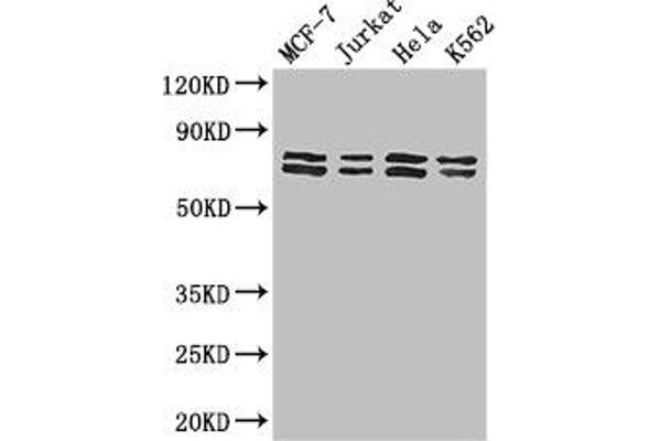 TRIM25 抗体  (AA 81-272)