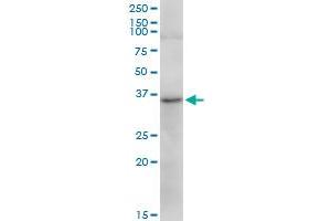 TRA2A MaxPab polyclonal antibody. (TRA2A 抗体  (AA 1-282))