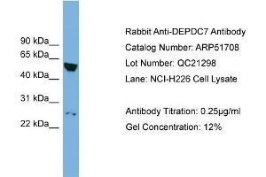 WB Suggested Anti-DEPDC7  Antibody Titration: 0. (DEPDC7 抗体  (N-Term))