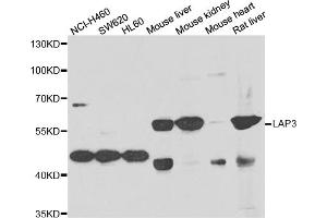 Western blot analysis of extracts of various cell lines, using LAP3 antibody (ABIN5975480) at 1/1000 dilution. (LAP3 抗体)