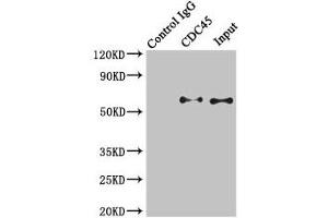 Immunoprecipitating CDC45 in K562 whole cell lysate Lane 1: Rabbit control IgG instead of (1 μg) instead of ABIN7147286 in K562 whole cell lysate. (CDC45 抗体  (AA 1-270))