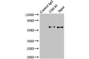 Immunoprecipitating CDC45 in K562 whole cell lysate Lane 1: Rabbit control IgG instead of (1 μg) instead of ABIN7147286 in K562 whole cell lysate.
