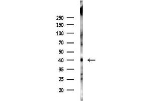 Western blot analysis of lysates from 293 cells(LPS,4h treatment), using DHHC-9 Antibody at 1/1000 dilution.