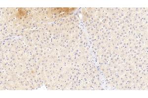 Detection of a1AGP in Human Liver Tissue using Monoclonal Antibody to Alpha-1-Acid Glycoprotein (a1AGP) (ORM1 抗体  (AA 19-201))