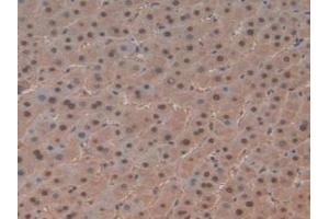 IHC-P analysis of Human Liver Tissue, with DAB staining. (PTF1A 抗体  (AA 177-328))
