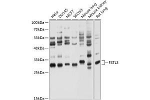 Western blot analysis of extracts of various cell lines, using FSTL3 antibody (ABIN6132033, ABIN6140787, ABIN6140788 and ABIN6214472) at 1:1000 dilution. (FSTL3 抗体  (AA 27-263))