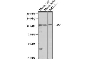Western blot analysis of extracts of various cell lines, using LEO1 antibody (ABIN6133790, ABIN6143141 and ABIN7101832) at 1:1000 dilution. (LEO1 抗体)