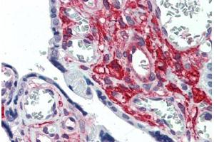 Anti-GLG1 antibody  ABIN960781 IHC staining of human placenta. (GLG1 抗体  (Internal Region))
