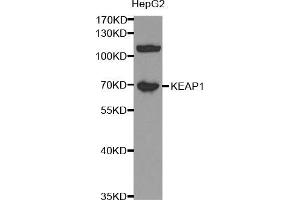Western blot analysis of extracts of HepG2 cells, using KEAP1 antibody (ABIN5998064) at 1/1000 dilution. (KEAP1 抗体)