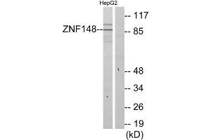 Western Blotting (WB) image for anti-Zinc Finger Protein 148 (ZNF148) (N-Term) antibody (ABIN1850100) (ZNF148 抗体  (N-Term))