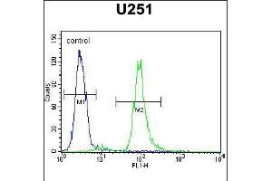Flow cytometric analysis of U251 cells (right histogram) compared to a negative control cell (left histogram).