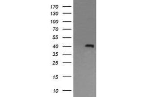 Image no. 1 for anti-Mitogen-Activated Protein Kinase 13 (MAPK13) antibody (ABIN1499961) (MAPK13 抗体)