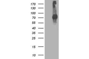 Image no. 2 for anti-Signal Transducer and Activator of Transcription 4 (STAT4) antibody (ABIN1501175) (STAT4 抗体)