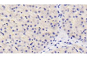 Detection of FGL1 in Human Liver Tissue using Monoclonal Antibody to Fibrinogen Like Protein 1 (FGL1) (FGL1 抗体  (AA 23-312))