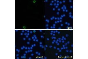 Immunofluorescence staining of fixed mouse splenocytes with anti-CD105 antibody MJ7/18. (Recombinant Endoglin 抗体)